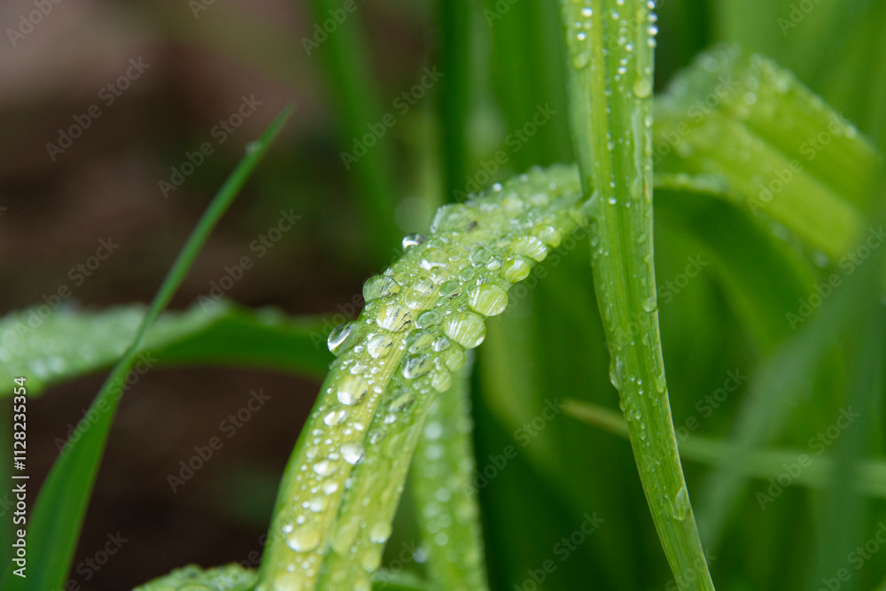Green blades of grass with droplets of water after rain Green blades of grass with droplets of water after rain