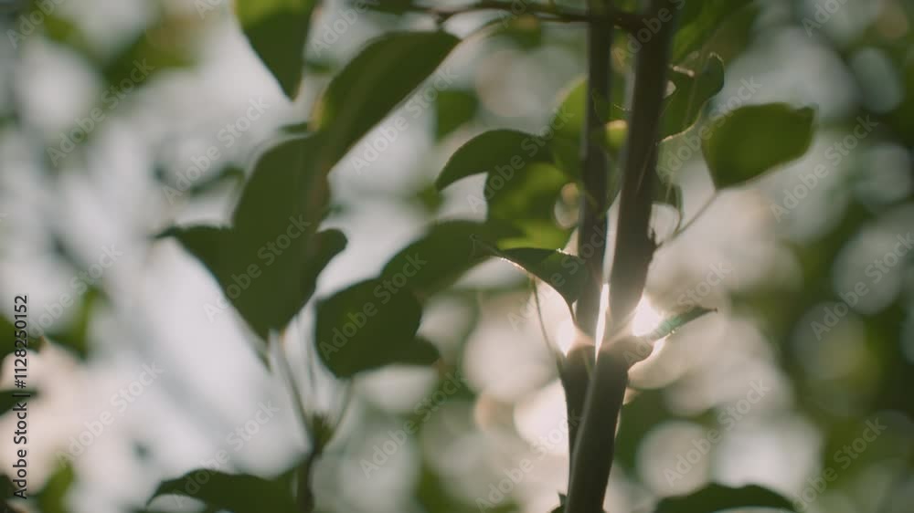 Close up of tree branches with leaves swaying gently in wind as sunlight filters through foliage, creating a serene dappled light and shadow effect Close up of tree branches with leaves swaying gently in wind as sunlight filters through foliage, creating a serene dappled light and shadow effect
