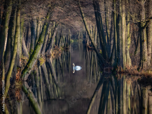 Einsamer Schwan im Spreewald