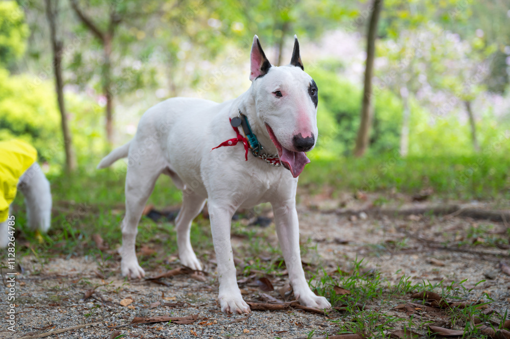Bull terrier standing on grass Bull terrier standing on grass
