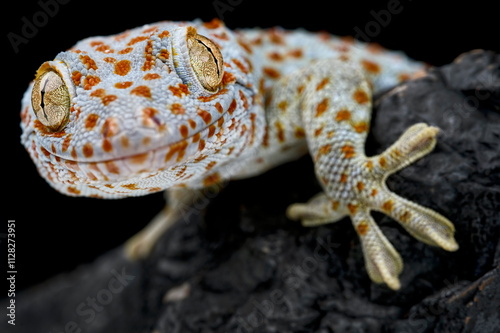 Tokay gecko (Gekko gecko)
