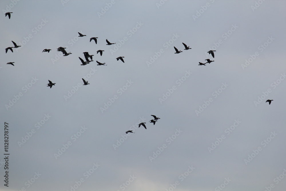 Image of migratory birds taking flight at Junam Reservoir in Changwon
Image of migratory birds taking flight at Junam Reservoir in Changwon