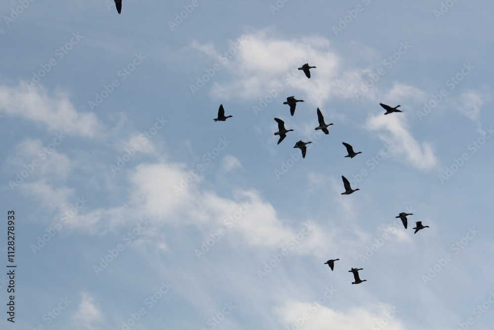 Image of migratory birds taking flight at Junam Reservoir in Changwon
Image of migratory birds taking flight at Junam Reservoir in Changwon