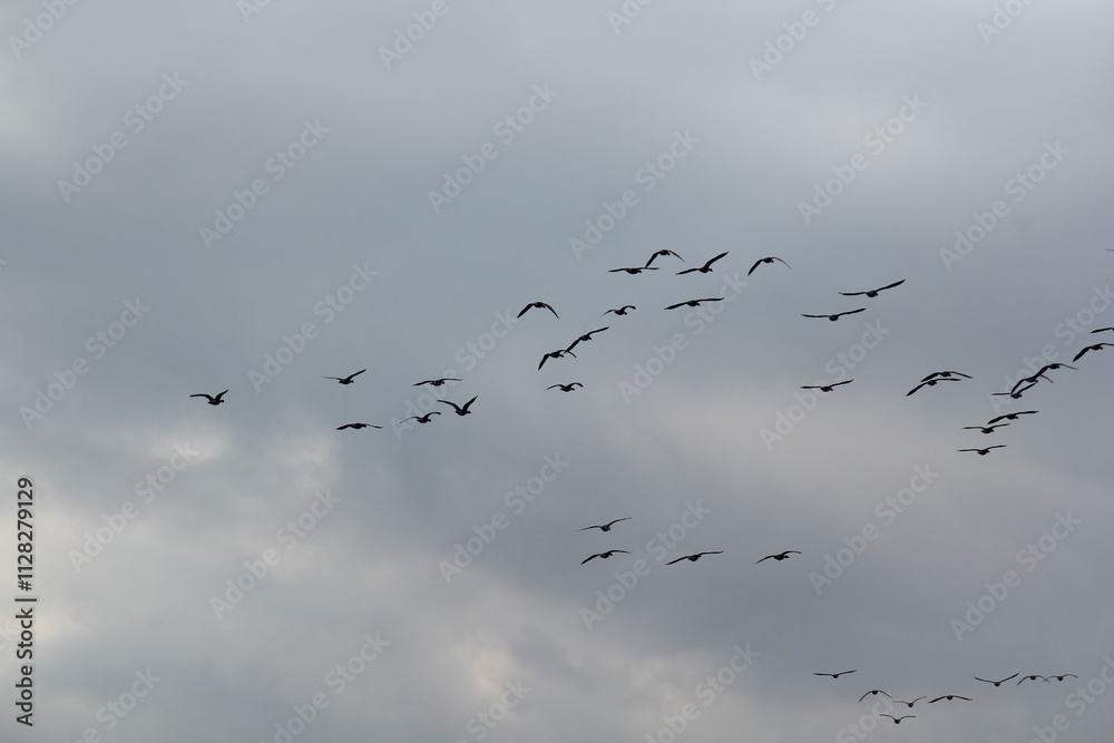 Image of migratory birds taking flight at Junam Reservoir in Changwon
Image of migratory birds taking flight at Junam Reservoir in Changwon