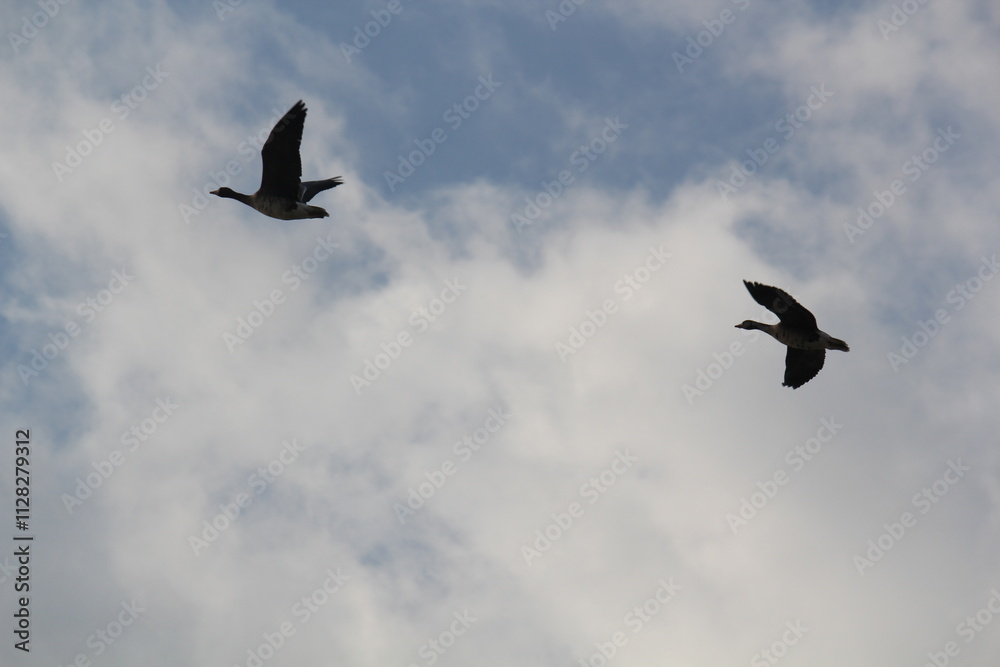 Image of migratory birds taking flight at Junam Reservoir in Changwon
Image of migratory birds taking flight at Junam Reservoir in Changwon