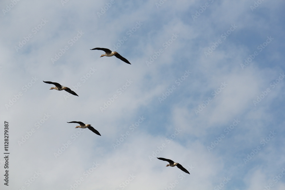 Image of migratory birds taking flight at Junam Reservoir in Changwon
Image of migratory birds taking flight at Junam Reservoir in Changwon