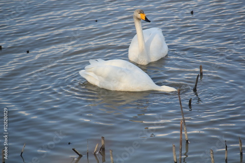 Image of migratory birds searching for food at Junam Reservoir migratory bird habitat in Changwon
 photo