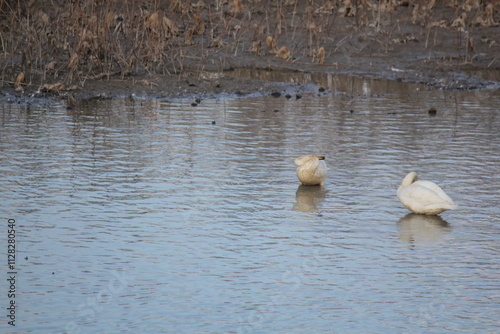 Image of migratory birds searching for food at Junam Reservoir migratory bird habitat in Changwon
 photo