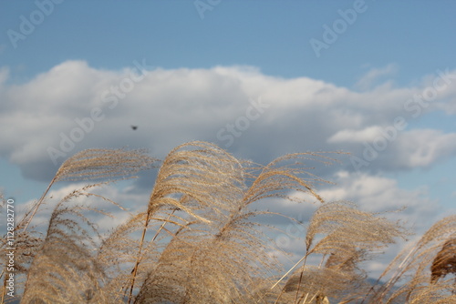 Image of reeds blooming at Junam Reservoir in Changwon
 photo