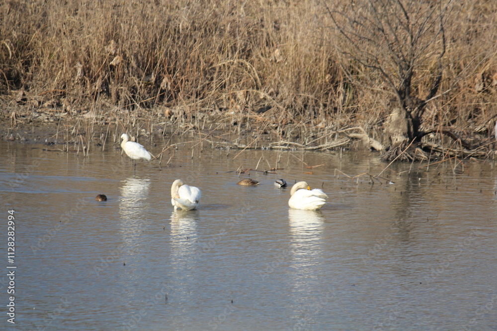 Image of migratory birds searching for food at Junam Reservoir migratory bird habitat in Changwon
Image of migratory birds searching for food at Junam Reservoir migratory bird habitat in Changwon