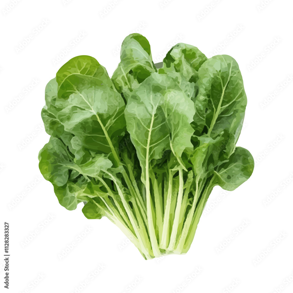 isolated watercolor fresh green vegetables isolated watercolor fresh green vegetables