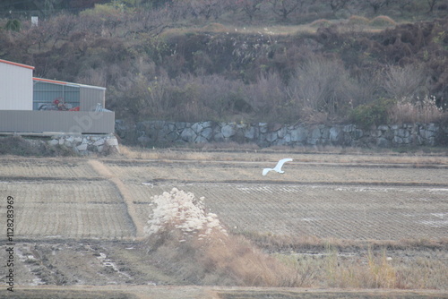 Image of migratory birds taking flight at Junam Reservoir in Changwon
 photo