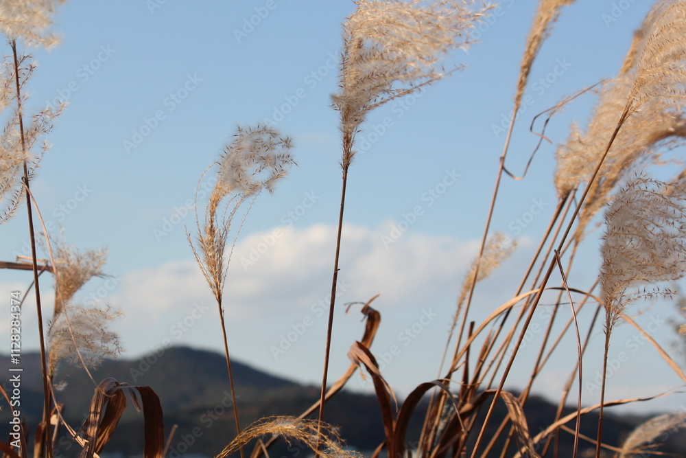 Image of reeds blooming at Junam Reservoir in Changwon

