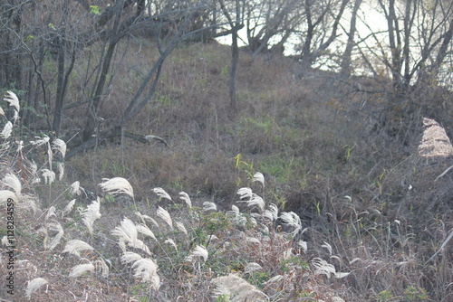 Image of reeds blooming at Junam Reservoir in Changwon
 photo