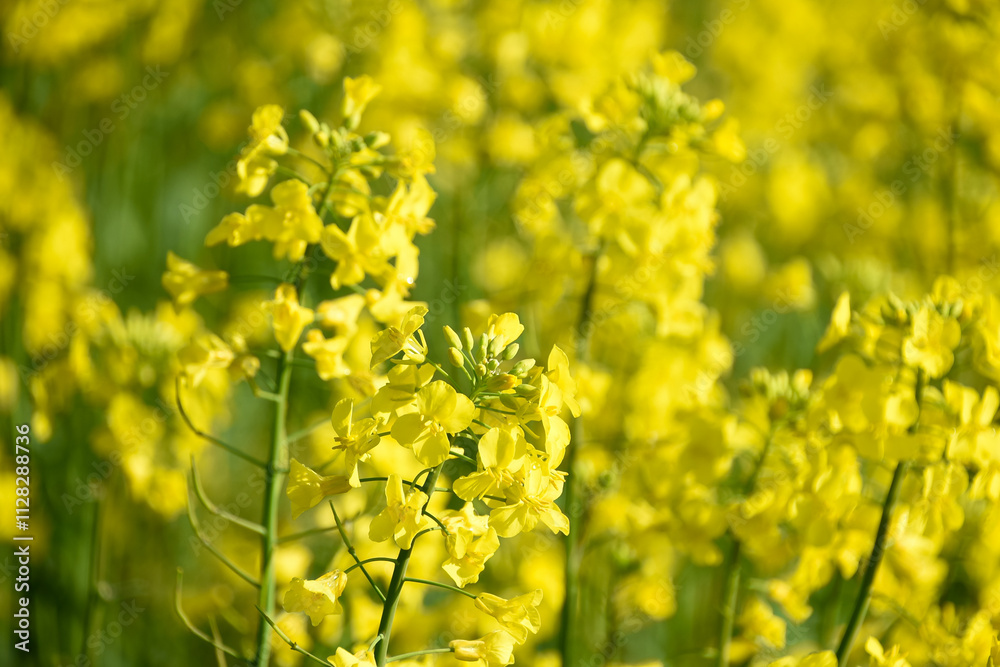 Obraz premium 太陽に照らさる菜の花