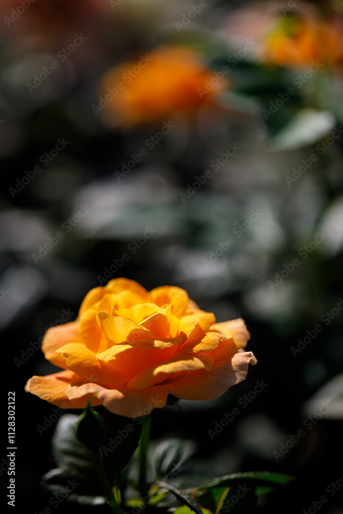 Fototapeta premium Closeup nature view of roses in garden.