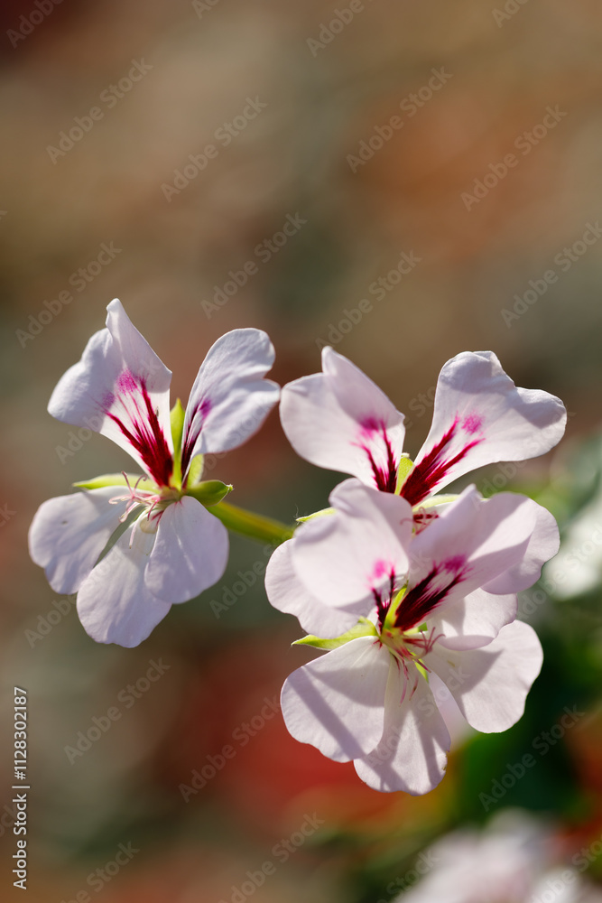 Closeup nature view of flowers in garden.. Closeup nature view of flowers in garden..
