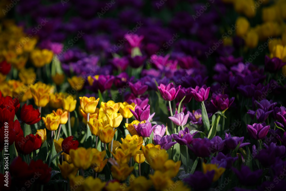 colorful tulips flowering in the garden. colorful tulips flowering in the garden.