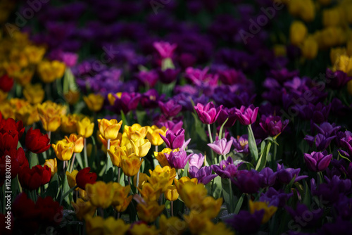 colorful tulips flowering in the garden.