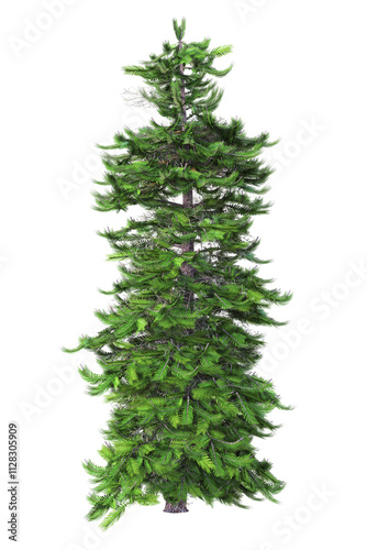 A single wollemi pine tree, Wollemia nobilis. 3D illustration on transparent background.	
 photo