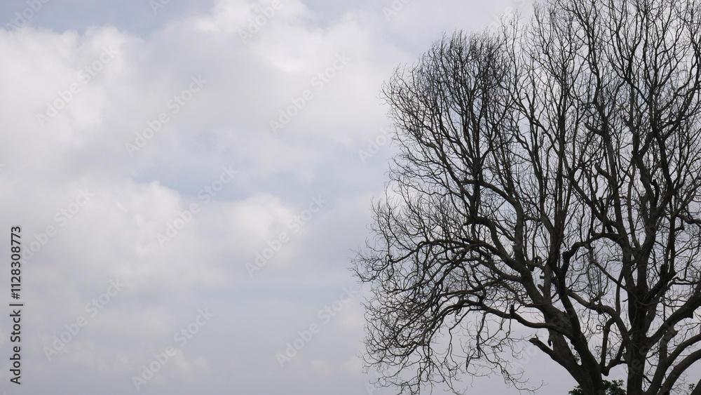 Silhouette of a dry, leafless tree located at the right corner, with a background of a cloudy sky. Contrast between the dark silhouette of the tree and the sky creates a dramatic view. Silhouette of a dry, leafless tree located at the right corner, with a background of a cloudy sky. Contrast between the dark silhouette of the tree and the sky creates a dramatic view.