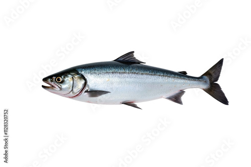 Fresh salmon white background sleek body blue-gray silver-gray