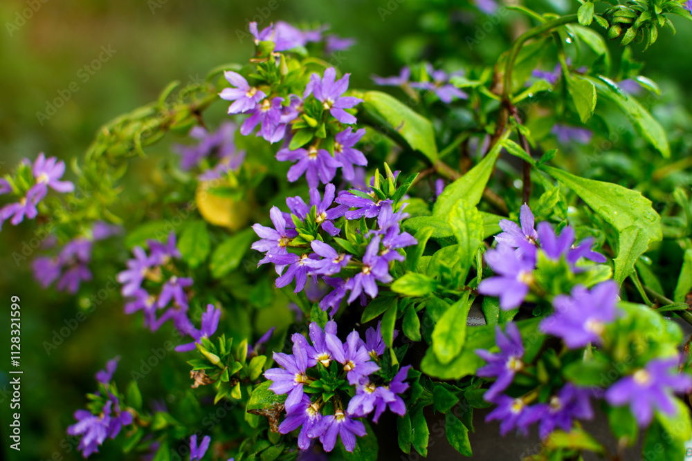 Purple fan flower garden, Scaevola Purple fan flower garden, Scaevola