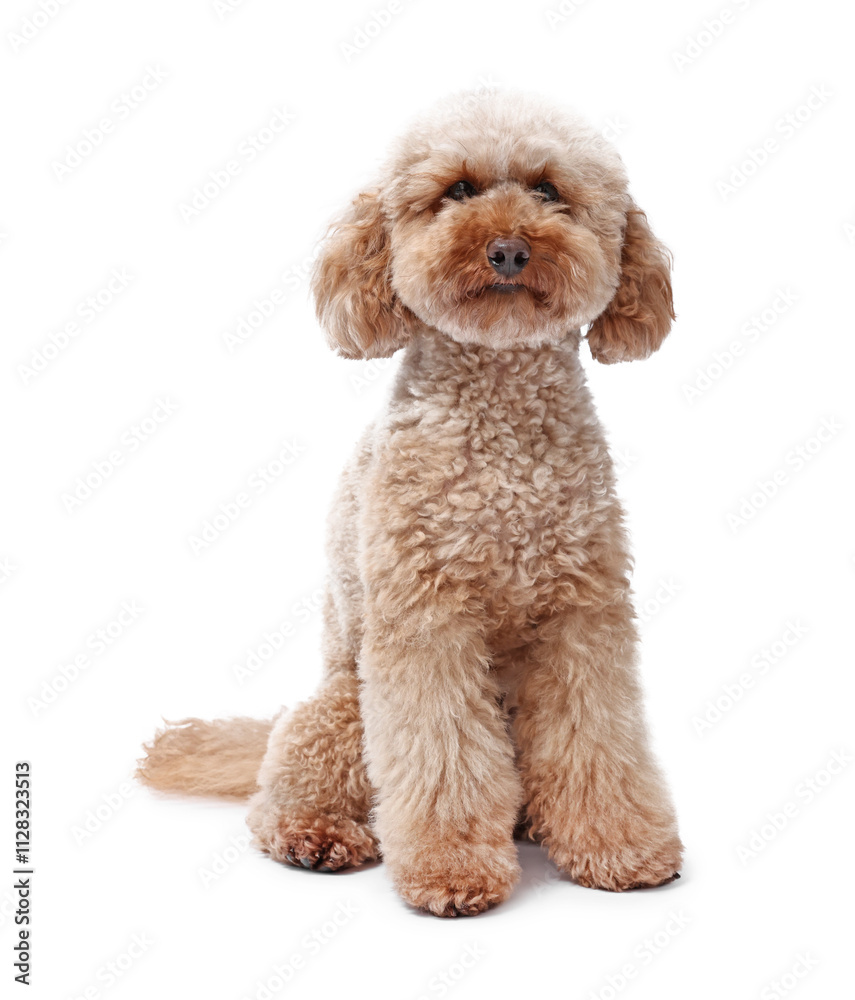 Cute Toy Poodle dog on white background. Lovely pet Cute Toy Poodle dog on white background. Lovely pet