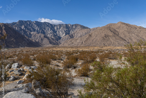 Larrea tridentata, creosote bush and greasewood as a plant, chaparral.  Palm Springs Visitor Center，California. San Jacinto Mountains ,Salton Trough
