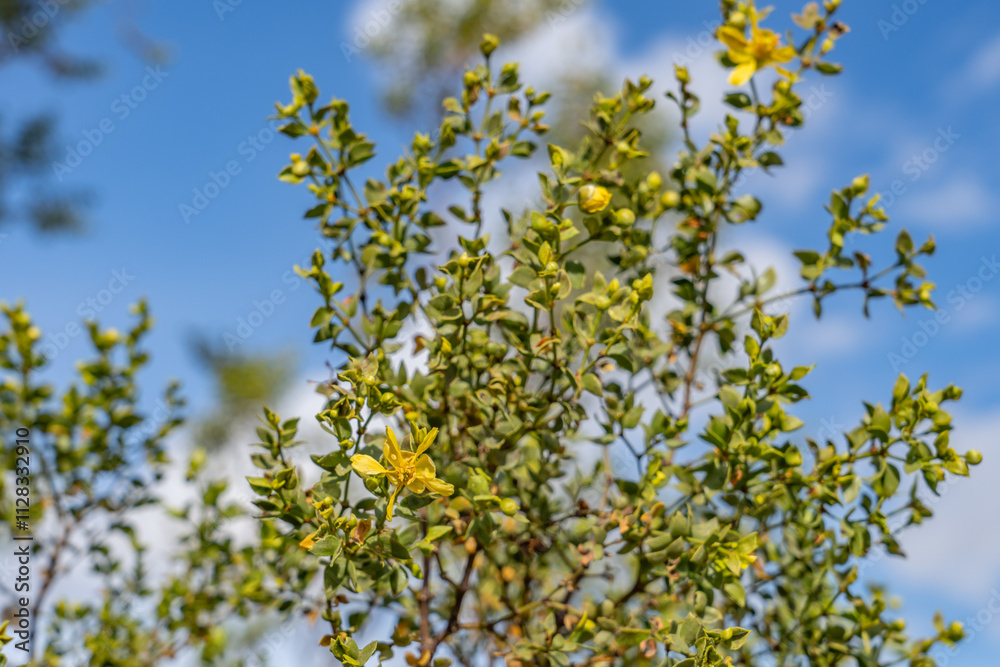 Obraz premium Larrea tridentata, creosote bush and greasewood as a plant, chaparral. Palm Springs Visitor Center，California. San Jacinto Mountains ,Salton Trough 