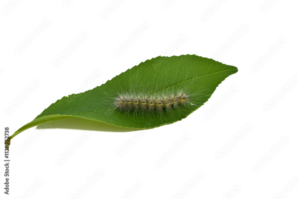 A furry white butterfly caterpillar sits on a green leaf. A furry white butterfly caterpillar sits on a green leaf.