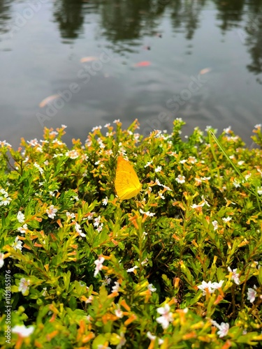 Butterflies perched on leaves on the edge of the lake photo