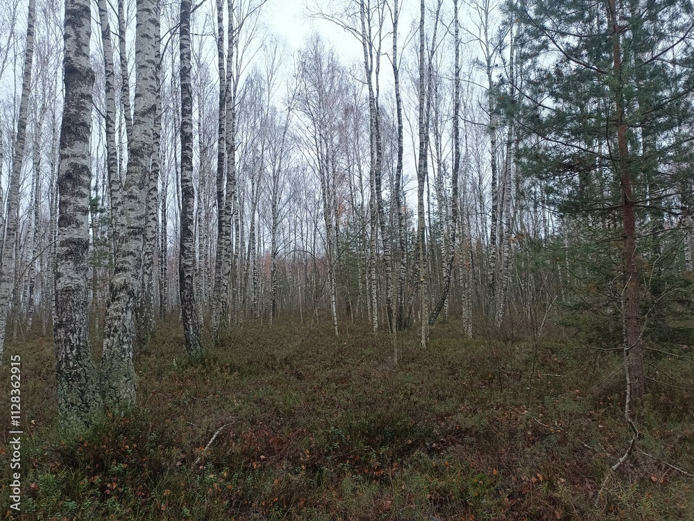 Rekyva forest during cloudy autumn day. Pine and birch tree woodland. Blueberry bushes are growing in woods. Cloudy day with white and gray clouds in sky. Fall season. Nature. Rekyvos miskas. Rekyva forest during cloudy autumn day. Pine and birch tree woodland. Blueberry bushes are growing in woods. Cloudy day with white and gray clouds in sky. Fall season. Nature. Rekyvos miskas.