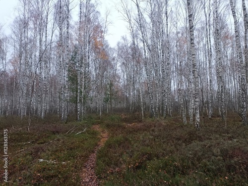 Rekyva forest during cloudy autumn day. Pine and birch tree woodland. Blueberry bushes are growing in woods. Cloudy day with white and gray clouds in sky. Fall season. Nature. Rekyvos miskas.