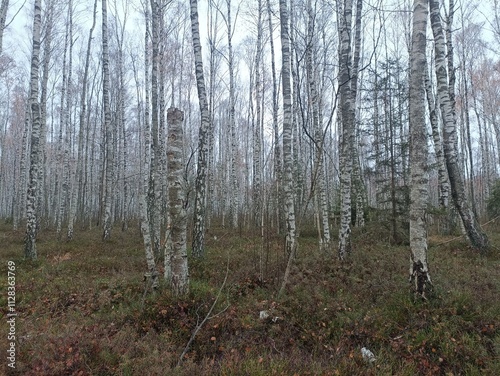 Rekyva forest during cloudy autumn day. Pine and birch tree woodland. Blueberry bushes are growing in woods. Cloudy day with white and gray clouds in sky. Fall season. Nature. Rekyvos miskas. photo