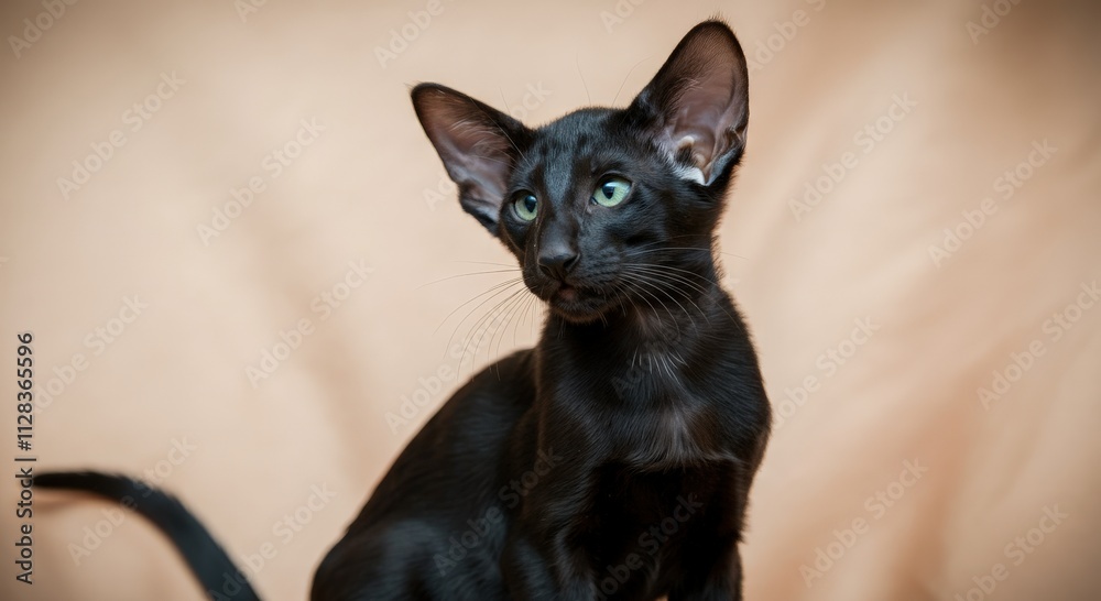 Elegant black oriental cat with striking green eyes against soft beige background