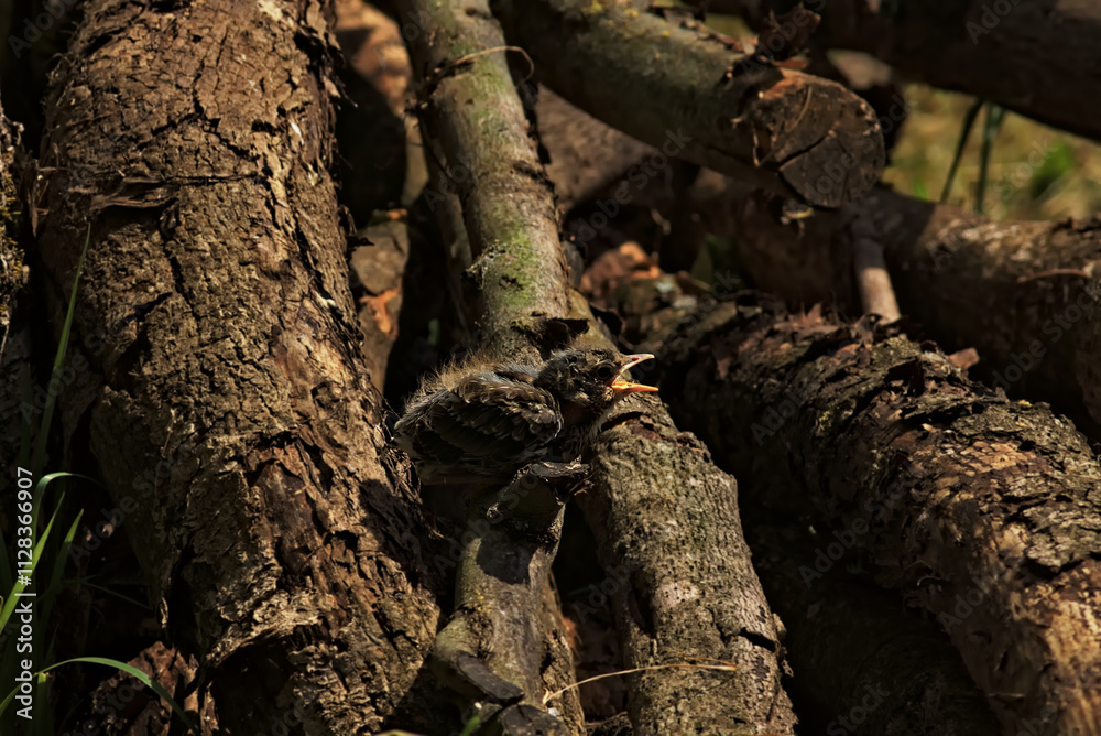 A small, not yet fully fledged thrush chick sits on wooden tree trunks and calls its parents. A small, not yet fully fledged thrush chick sits on wooden tree trunks and calls its parents.