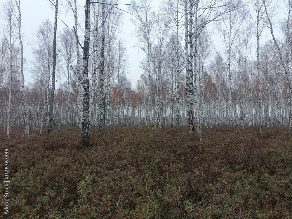 Rekyva forest during cloudy autumn day. Pine and birch tree woodland. Blueberry bushes are growing in woods. Cloudy day with white and gray clouds in sky. Fall season. Nature. Rekyvos miskas. Rekyva forest during cloudy autumn day. Pine and birch tree woodland. Blueberry bushes are growing in woods. Cloudy day with white and gray clouds in sky. Fall season. Nature. Rekyvos miskas.