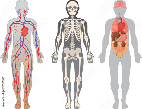 Human body structure set