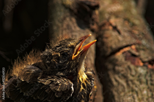 A common thrush chick that has fallen from its nest opens its beak and asks for food.