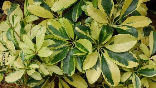 Beautiful foliage of Schefflera arboricola variegata, featuring a striking combination of green and yellow. The neatly arranged oval-shaped leaves create a soothing visual pattern. photo