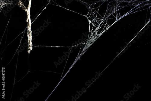 spider web on a dark background