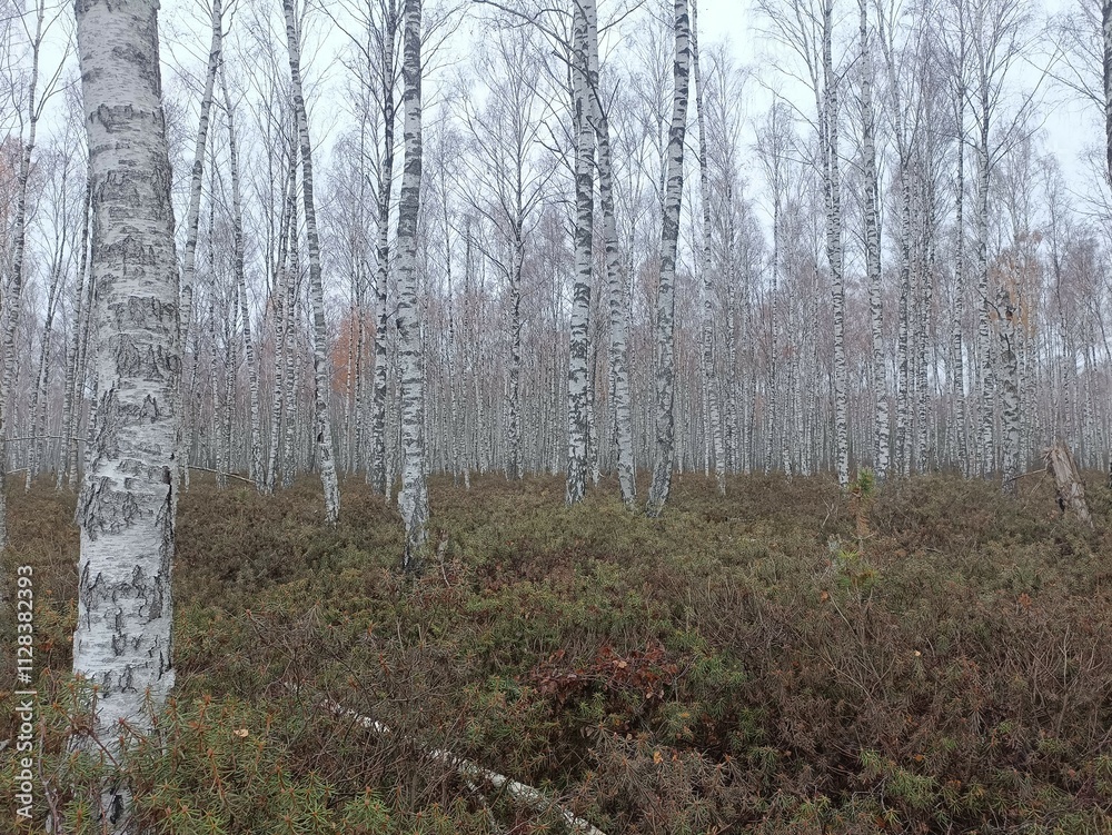 Rekyva forest during cloudy autumn day. Pine and birch tree woodland. Blueberry bushes are growing in woods. Cloudy day with white and gray clouds in sky. Fall season. Nature. Rekyvos miskas. Rekyva forest during cloudy autumn day. Pine and birch tree woodland. Blueberry bushes are growing in woods. Cloudy day with white and gray clouds in sky. Fall season. Nature. Rekyvos miskas.