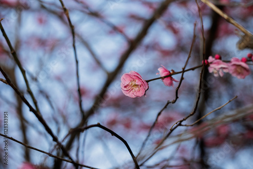 梅の花 photo