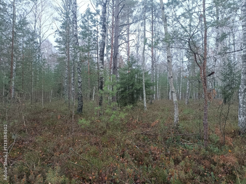 Rekyva forest during cloudy autumn day. Pine and birch tree woodland. Blueberry bushes are growing in woods. Cloudy day with white and gray clouds in sky. Fall season. Nature. Rekyvos miskas. Rekyva forest during cloudy autumn day. Pine and birch tree woodland. Blueberry bushes are growing in woods. Cloudy day with white and gray clouds in sky. Fall season. Nature. Rekyvos miskas.