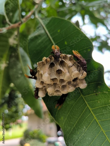 The nest of the red paper wasp or red wasp or Polistes Canadensis is attached to a leaf photo