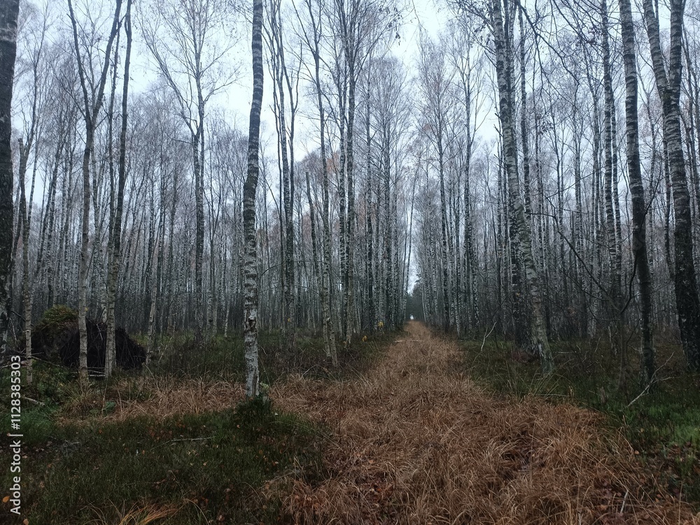 Rekyva forest during cloudy autumn day. Pine and birch tree woodland. Blueberry bushes are growing in woods. Cloudy day with white and gray clouds in sky. Fall season. Nature. Rekyvos miskas. Rekyva forest during cloudy autumn day. Pine and birch tree woodland. Blueberry bushes are growing in woods. Cloudy day with white and gray clouds in sky. Fall season. Nature. Rekyvos miskas.