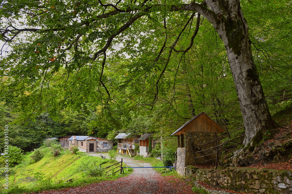 Large plane tree with wooden houses near a secret Blue Lake Large plane tree with wooden houses near a secret Blue Lake