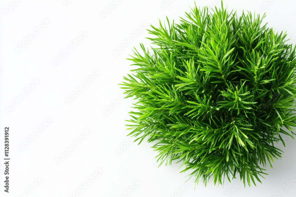 Vibrant green plant in a round shape on a white background. Vibrant green plant in a round shape on a white background.