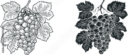Grape with leaf in hand draw style sketch isolated on clean background. Monochrome cartoon vector illustration.